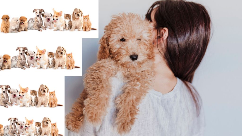 Puppygirlxd: Embracing the Playful World of Puppy Play Subculture Puppygirlxd: Embracing the Playful World of Puppy Play Subculture