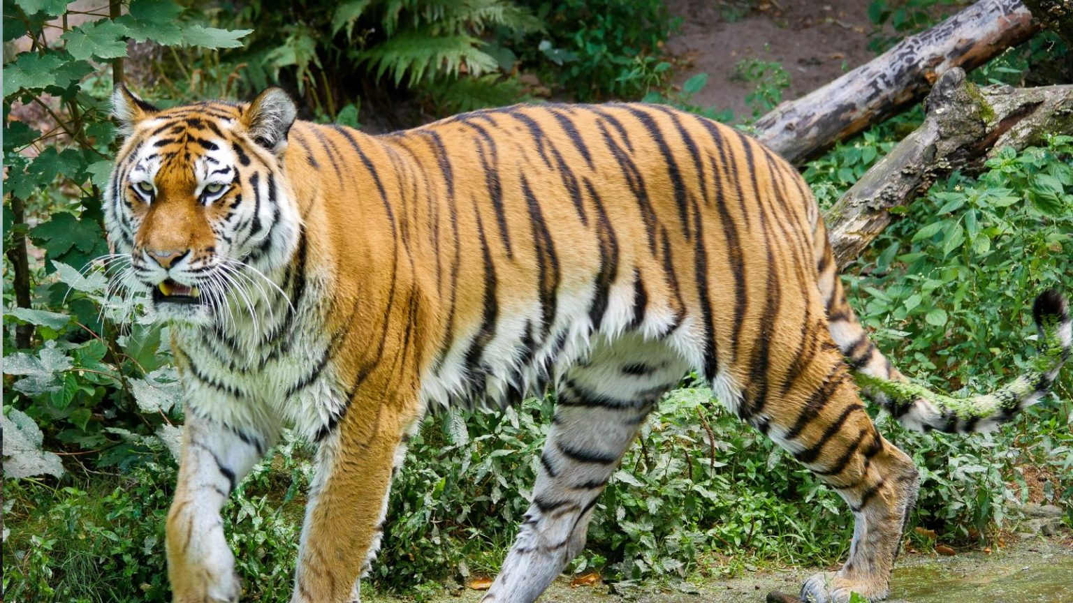 Banggiadag: A Word, A World, A Wonder Waiting to Be Defined Banggiadag: A Word, A World, A Wonder Waiting to Be Defined