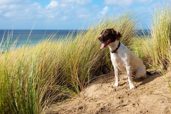A spaniel sitting in the dune grass above a beach