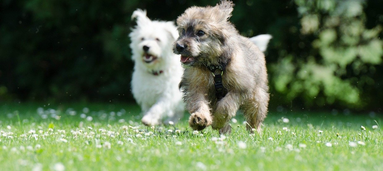 Two small dogs running on grass