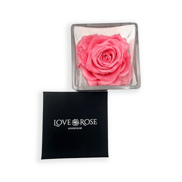 Pink infinity rose head in a clear glass vase with its black gift box