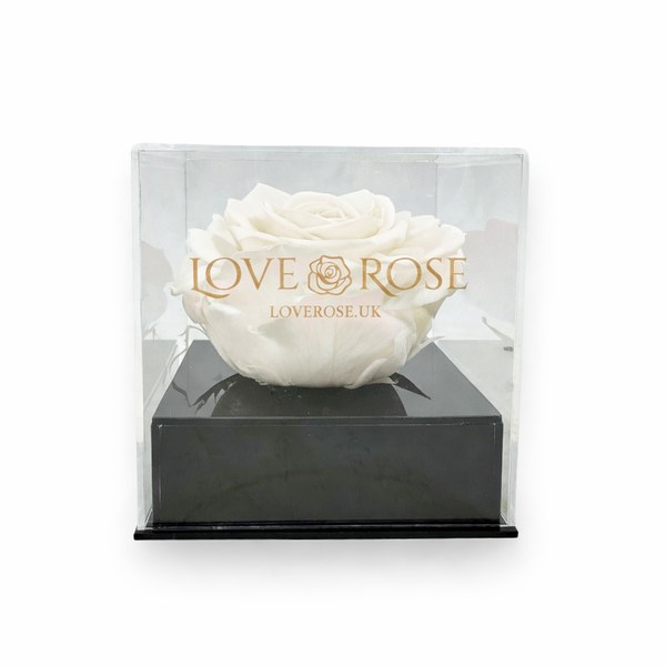 White infinity rose head in a clear luxury acrylic case on a black base