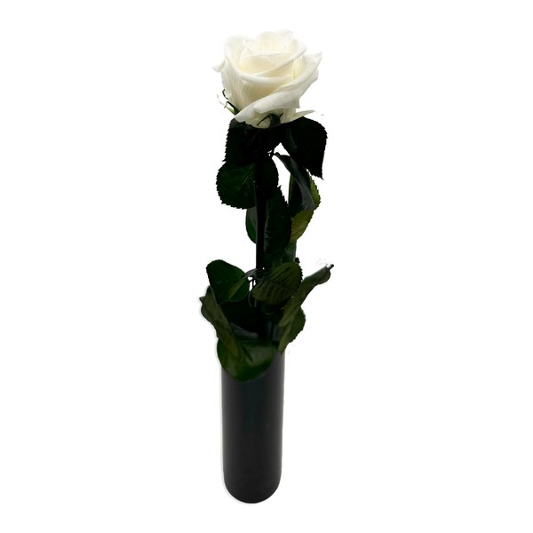 White infinity rose with a long stem standing in a slim black vase